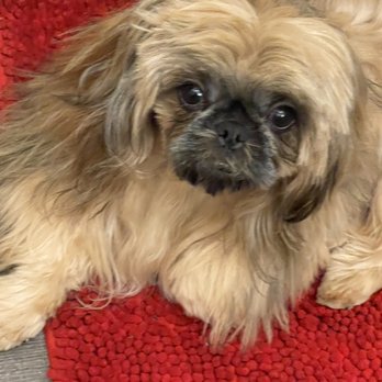 PetSmart - He looks like that actor with the mullet cut can't think of the movie - Pet Stores Near Me - Atlanta, Georgia PetSmart - He looks like that actor with the mullet cut can't think of the movie - Pet Stores Near Me - Atlanta, Georgia