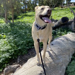 Happy pup