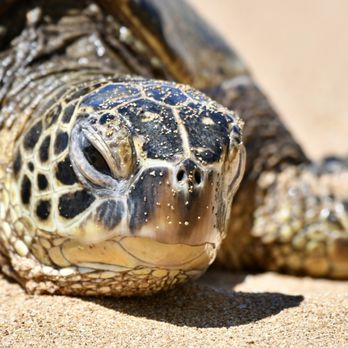 Hawaii Bird Tours - Tours Near Me Hawaii Bird Tours - Tours Near Me