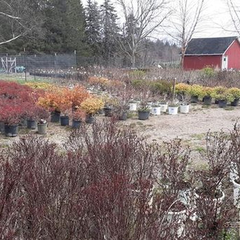 Branching Out Nursery - a variety of plants in pots - Landscaping Near Me - Fenton, Michigan