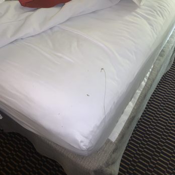 Ramada by Wyndham Columbia - Blood on sheets - Hotels Near Me - Columbia, Missouri