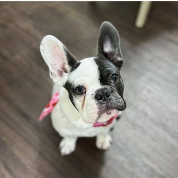 Velvet Spaw - Pet Groomers Near Me - Westminster, Colorado Velvet Spaw - Pet Groomers Near Me - Westminster, Colorado