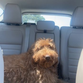 Petco - Before and after haircut.... - Pet Training Near Me - Pinellas Park, Florida