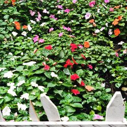 Sixth Street Community Center - Flowers
