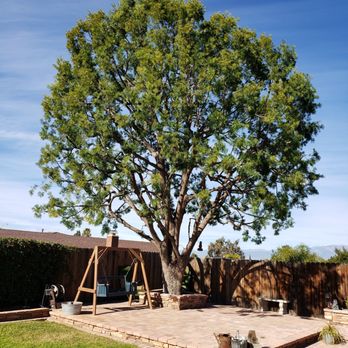 New Image Tree Care - My back yard tree after trimming & lacing. - Tree Services Near Me - Corona, California New Image Tree Care - My back yard tree after trimming & lacing. - Tree Services Near Me - Corona, California