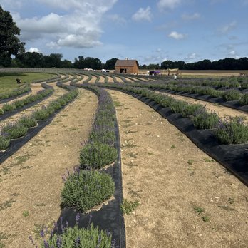 Ocimeae Lavender Farm - Farms Near Me - Webberville, Michigan Ocimeae Lavender Farm - Farms Near Me - Webberville, Michigan