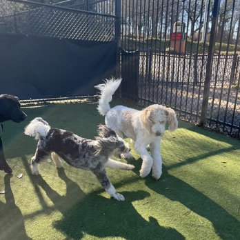 Duluth Dog Depot - The Depot sends a report and pics with every stay. - Pet Groomers Near Me - Duluth, Georgia Duluth Dog Depot - The Depot sends a report and pics with every stay. - Pet Groomers Near Me - Duluth, Georgia