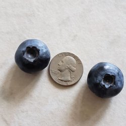 Blue Basket Farms - Larger than a quarter
