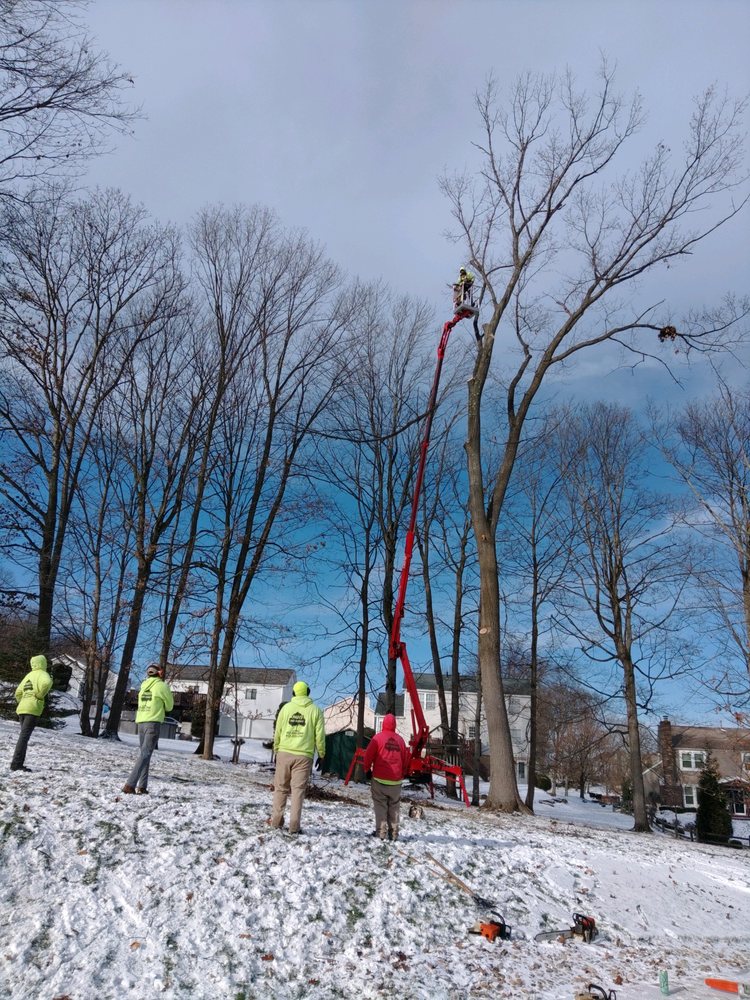 Paul's Tree Service - tree service in Pittsburgh, PA