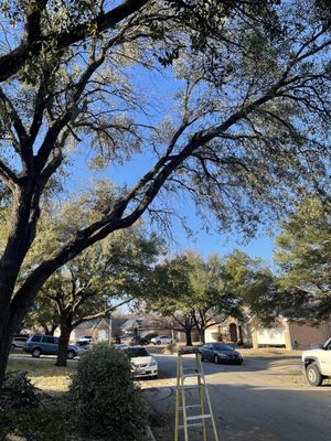 Tree and Tree Landscaping