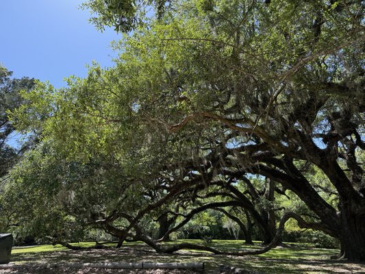 Jungle Gardens by null