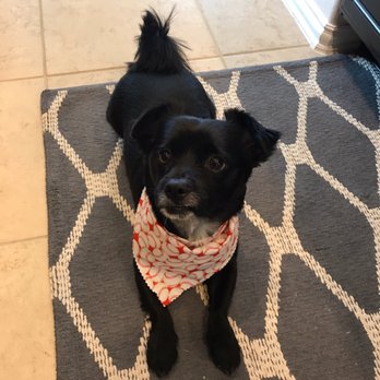 Suburban Mutt - Astro after his hair cut. - Pet Groomers Near Me - Katy, Texas