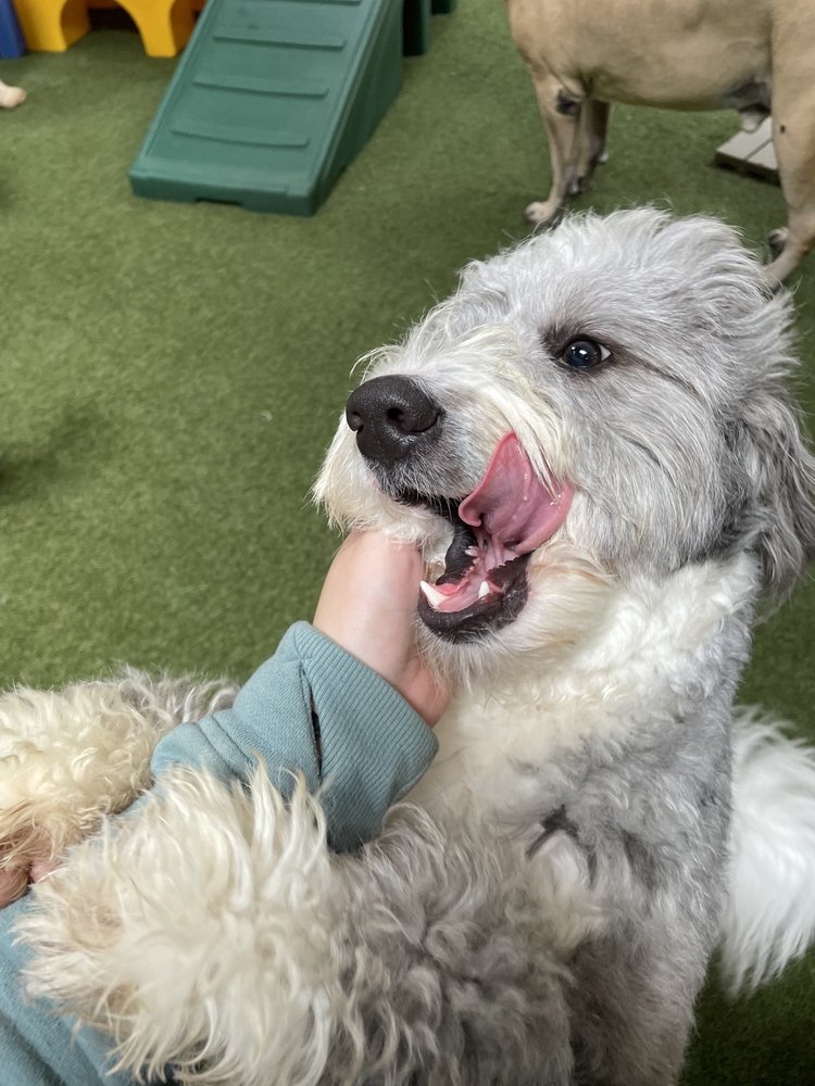 High Tail Hotel - pet boarding facility in San Francisco, CA