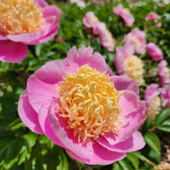 Schwartz Peony Garden - Botanical Gardens Near Me - Gaithersburg, Maryland Schwartz Peony Garden - Botanical Gardens Near Me - Gaithersburg, Maryland
