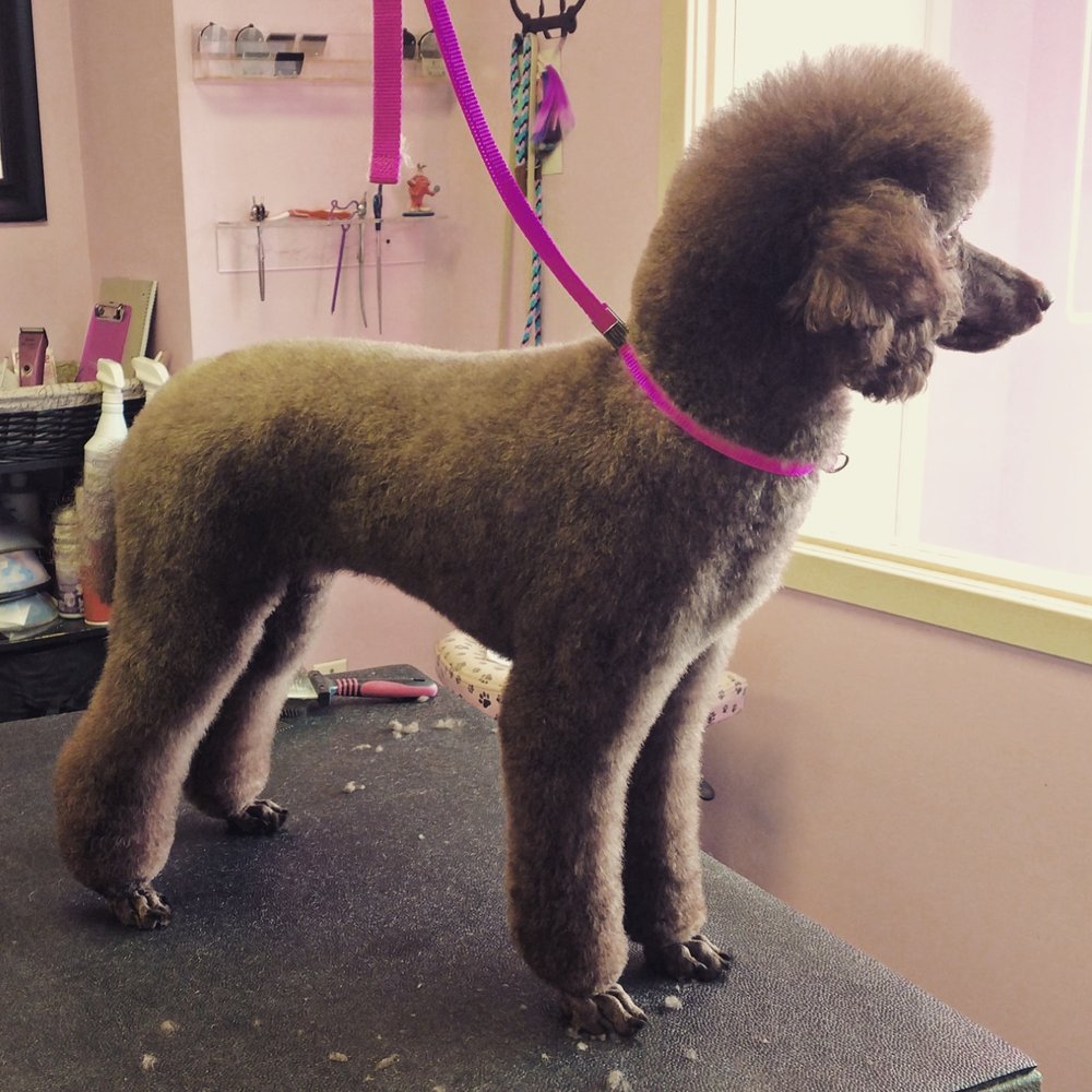 The Pink Poodle - Pet Groomers Near Me - Allentown, Pennsylvania The Pink Poodle - Pet Groomers Near Me - Allentown, Pennsylvania