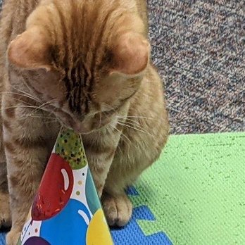 The Cozy Catfe - Cat eating party hat - Pet Adoption Near Me - Arlington, Texas The Cozy Catfe - Cat eating party hat - Pet Adoption Near Me - Arlington, Texas
