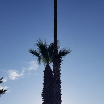 Treepro - Tree Services Near Me - Las Vegas, Nevada Treepro - Tree Services Near Me - Las Vegas, Nevada