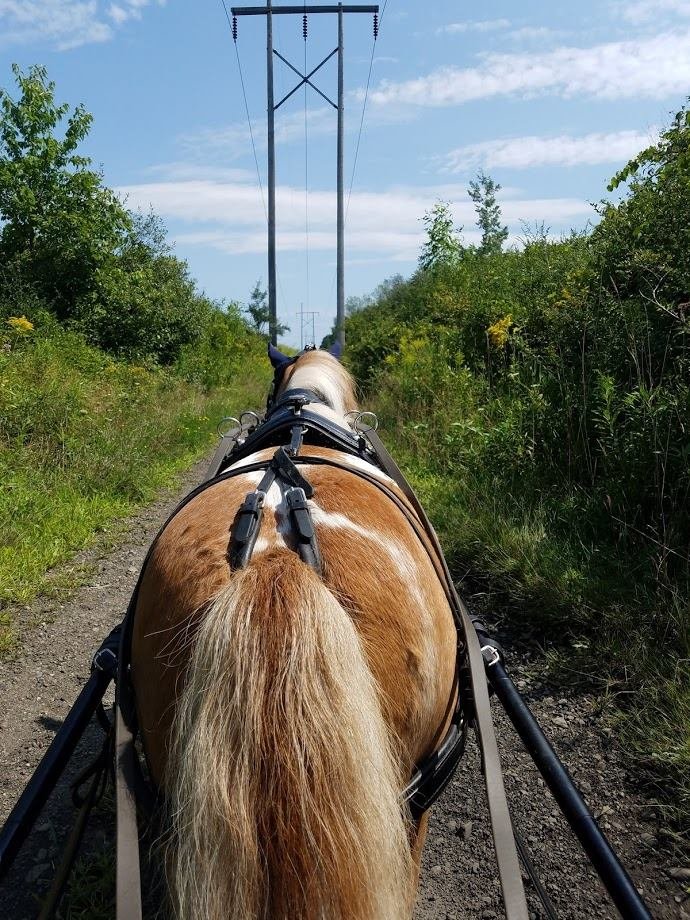 Northland Farm - equestrian in Corfu, NY
