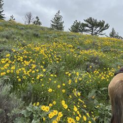 Remington’s Alpine Outfitting - Beautiful Mountain Wildflowers