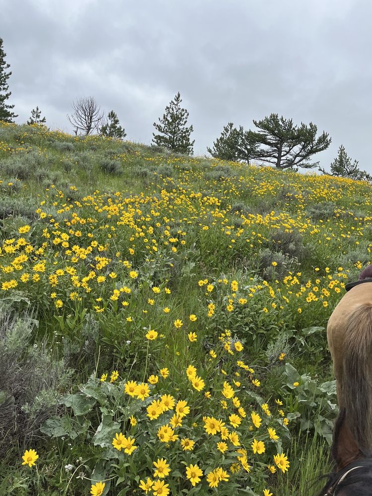 Remington’s Alpine Outfitting - equestrian in Red Lodge, MT