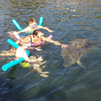 Mellow Mangrove Charters - A baby manatee came to say hello - Boat Charters Near Me - Homosassa, Florida Mellow Mangrove Charters - A baby manatee came to say hello - Boat Charters Near Me - Homosassa, Florida