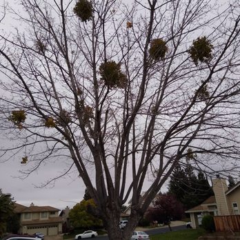 Prodigy Works Tree Service - Landscaping Near Me Prodigy Works Tree Service - Landscaping Near Me