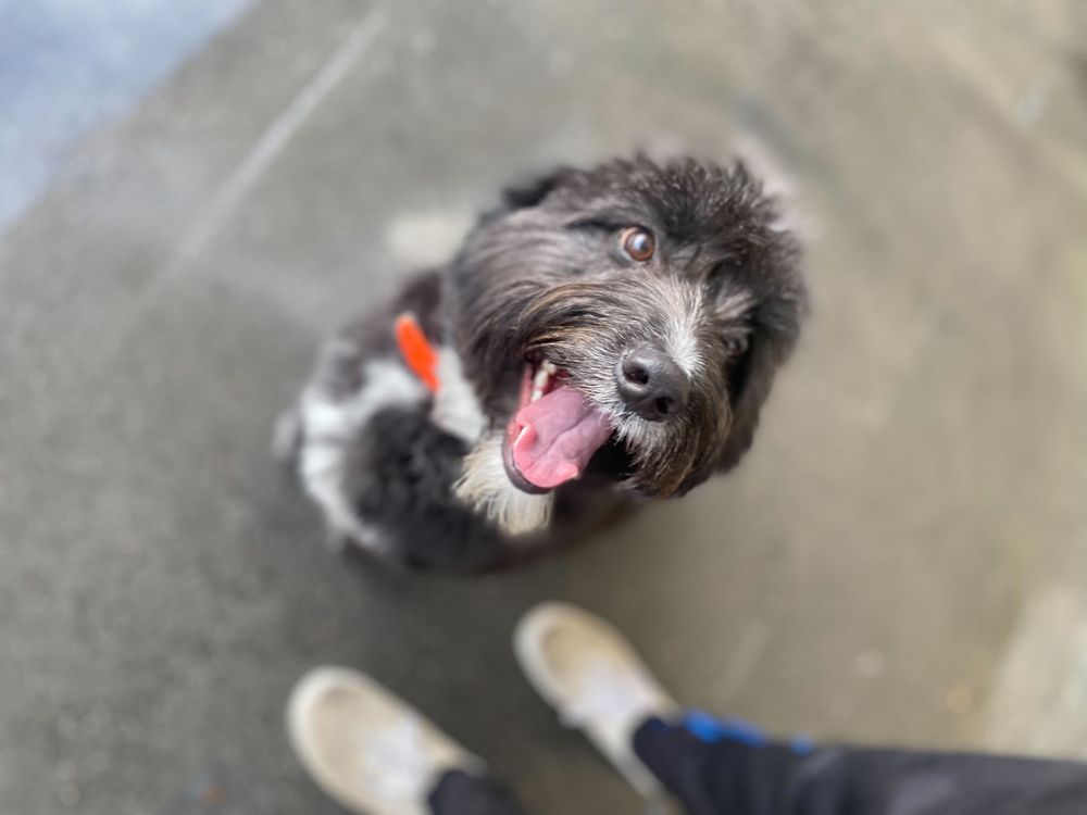 RIVERWALK PET RESORT 730 Photos & 143 Reviews 12111 Severn Way, Riverside, CA Yelp