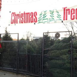 Boston Christmas Trees