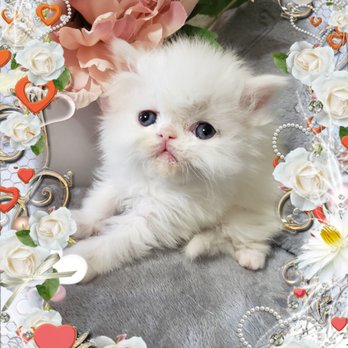 TNRPERSIANS CATTERY - Updated July 2025 - 10 Photos - 1010