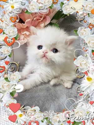 TNRPERSIANS CATTERY - Updated July 2025 - 10 Photos - 1010