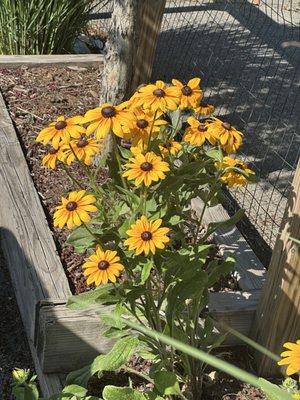 Handsome Biscuit by null