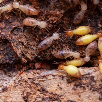 Torco Termite and Pest Control - #1 Local Pest Control - Call us Today! 614-367-9000 - Pest Control Near Me - Columbus, Ohio
