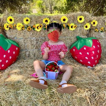 Granny Mays Strawberry Farm - Pick Your Own Farms Near Me - Granite Bay, California Granny Mays Strawberry Farm - Pick Your Own Farms Near Me - Granite Bay, California