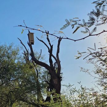 Wrangler's Roost Resort - Tree - Venues & Event Spaces Near Me - Phoenix, Arizona Wrangler's Roost Resort - Tree - Venues & Event Spaces Near Me - Phoenix, Arizona