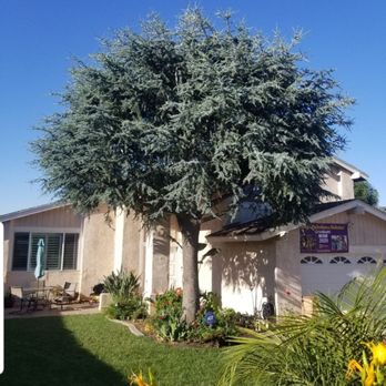 Tiptop Shamrock Arborist - Tree Services Near Me