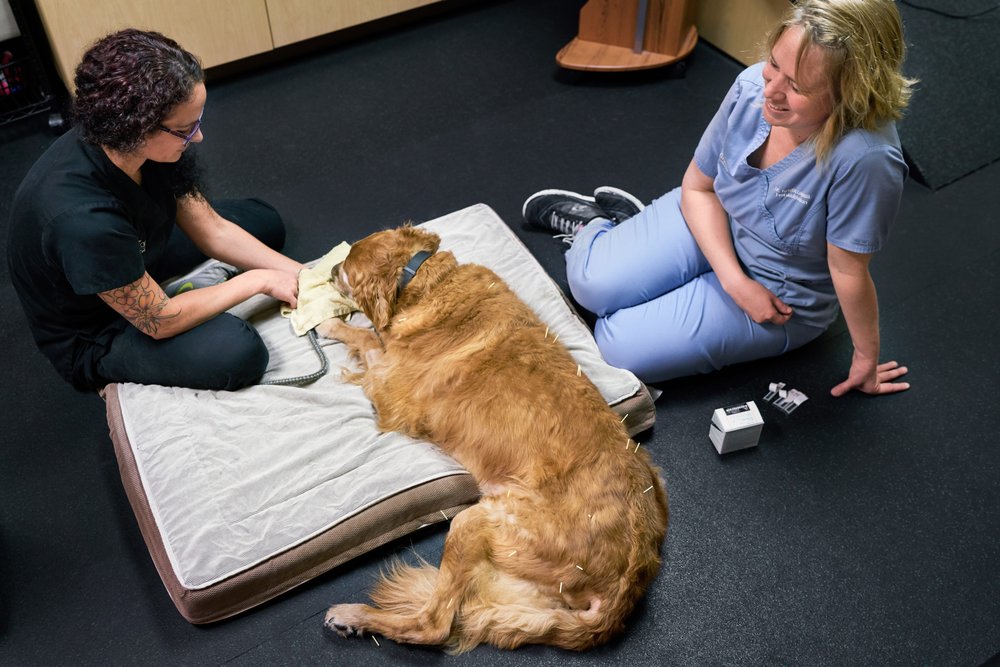 BLUEPEARL PET HOSPITAL 23 Photos & 90 Reviews 2100 W Silver Spring