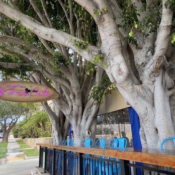 Fig Tree Cafe - Sandwiches Near Me - Pacific Beach, California Fig Tree Cafe - Sandwiches Near Me - Pacific Beach, California
