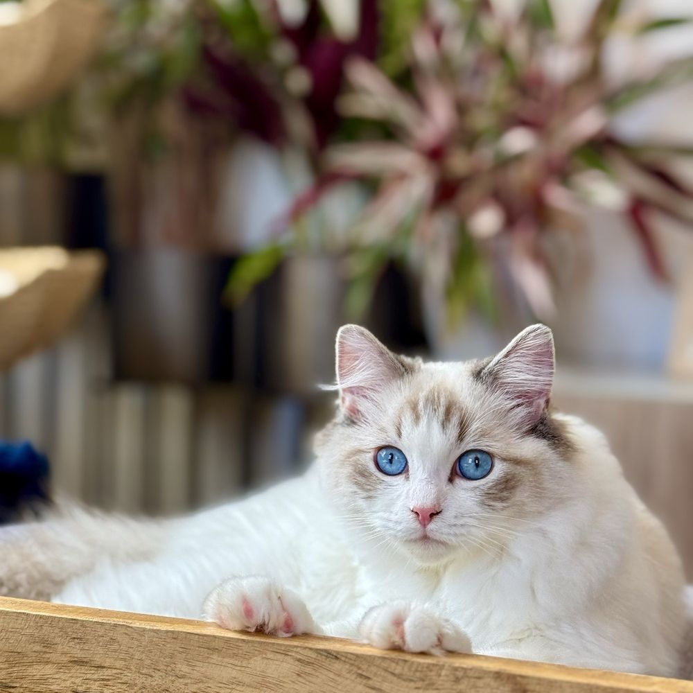 Ragdolljjsweeti - Dior - Pet Breeders Near Me Ragdolljjsweeti - Dior - Pet Breeders Near Me