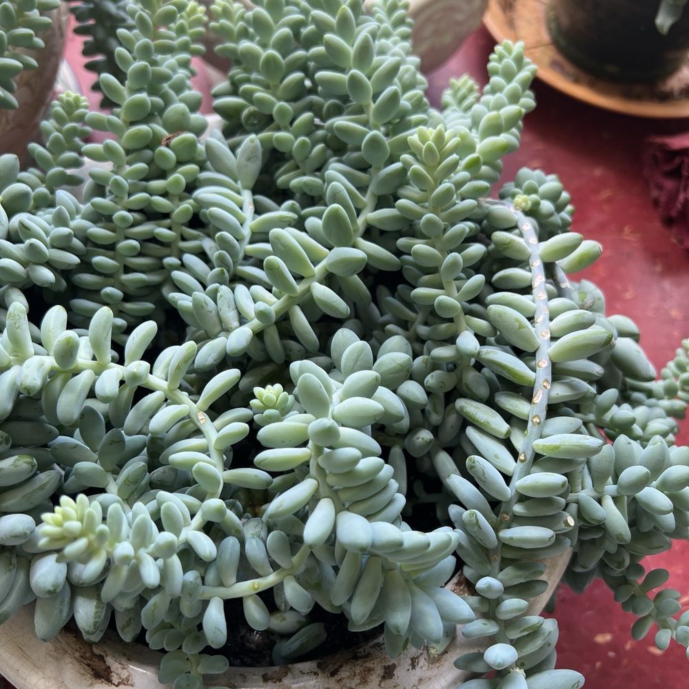 Vo5 - Plant lovers! - Nail Salons Near Me - Dublin, Georgia Vo5 - Plant lovers! - Nail Salons Near Me - Dublin, Georgia