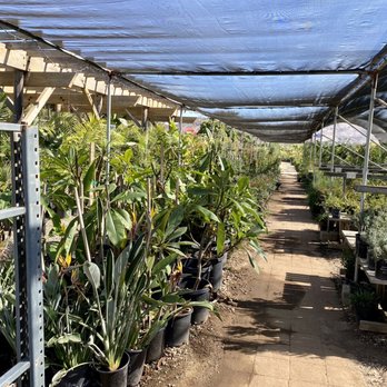 Camarillo Nursery - Palms on the left - Nurseries & Gardening Near Me - Camarillo, California