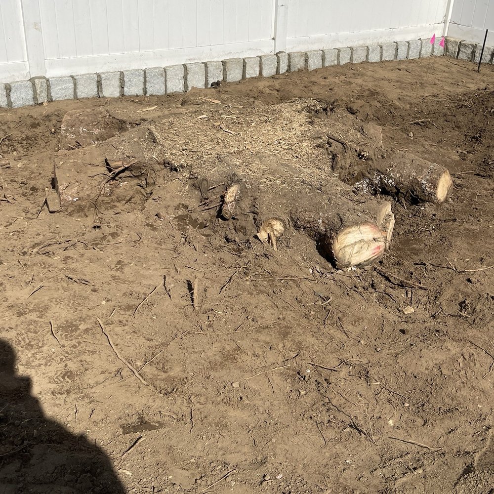MM Tree Services - Huge stump in backyard - Tree Services Near Me - Lynn, Massachusetts