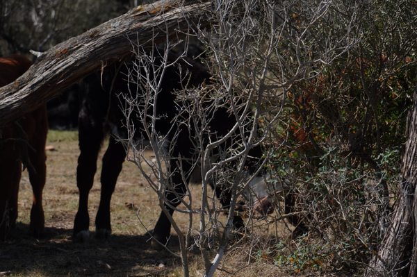 Colorado Bend State Park by null