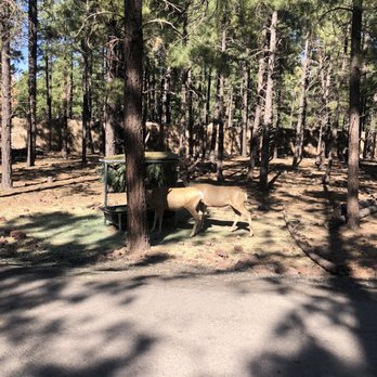 Bearizona - Zoos Near Me - Williams, Arizona