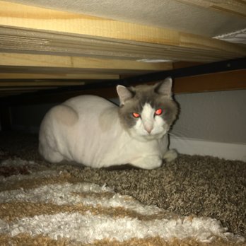 AZ Precision Pet - It's the flash, he's actually an Angel, lol! - Pet Groomers Near Me