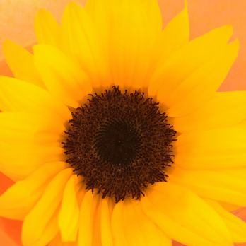 Lee's Florist & Nursery - Sunflower - Florists Near Me - Berkeley, California Lee's Florist & Nursery - Sunflower - Florists Near Me - Berkeley, California