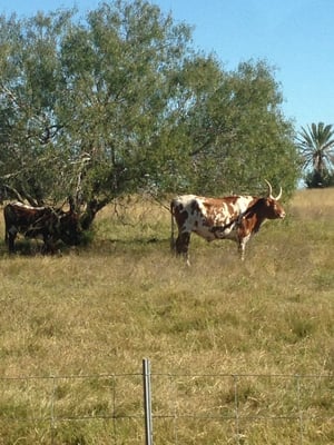 King Ranch by null