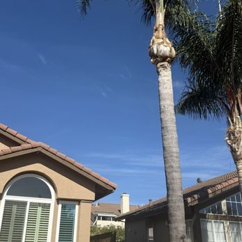 TreeEx - after - Tree Services Near Me - Santa Rosa, California TreeEx - after - Tree Services Near Me - Santa Rosa, California