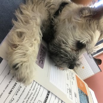 Kitty Hawk Animal Hospital - Veterinarians Near Me - Universal City, Texas Kitty Hawk Animal Hospital - Veterinarians Near Me - Universal City, Texas