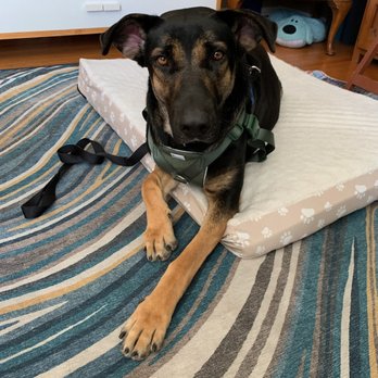 Joybound - Ellie in her new home! - Animal Shelters Near Me - Walnut Creek, California