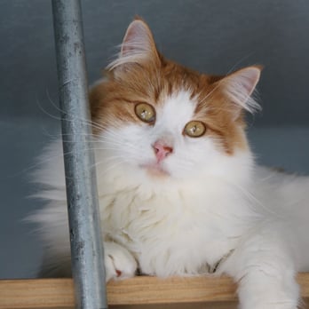 Bark Avenue Pet Lodge - Pet Sitting Near Me - Springdale, Arkansas